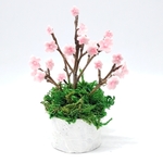 🌸桜の花の鉢植え🌸