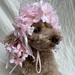 春爛漫桜🌸のカチューシャ