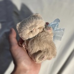 大きなリボンの赤ちゃん茶猫