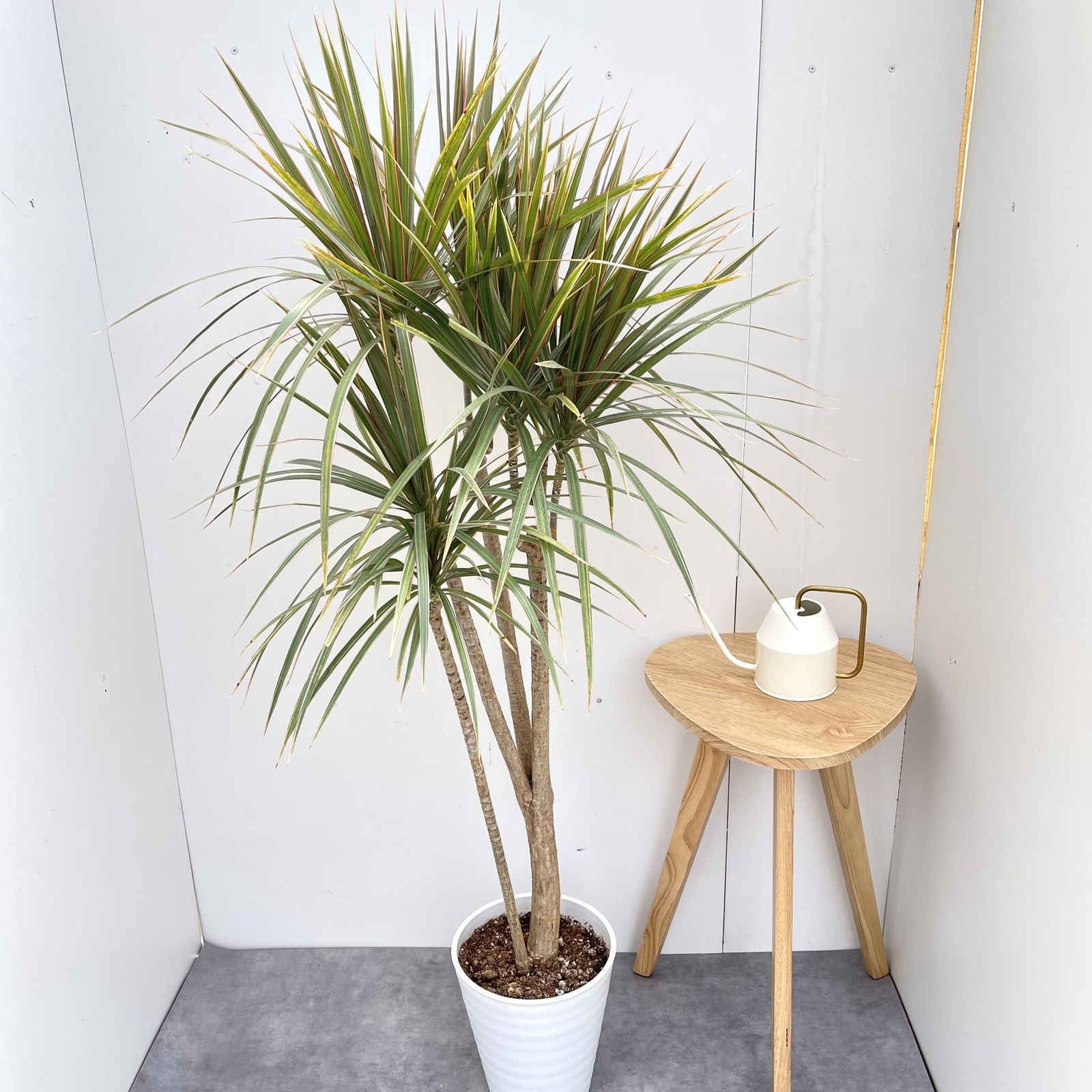 ドラセナ　コンシンネ　トリカラー　8【現品】観葉植物　室内　大型