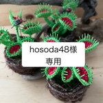 再販あみぐるみ食虫植物ハエトリソウ