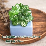 🆕❇︎多肉植物の置物【日常に溶け込む】ハオルチア・オブツーサ