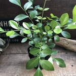 シルクジャスミン♡3.5号♡観葉植物♡インテリア