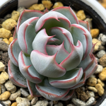 レア品種！【現品】 ★龍鱗蓮華 多肉植物 自家繁殖 国産（3/17再版）