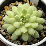 レア品種！【現品】 ★ちょこん 多肉植物 自家繁殖 国産