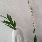 ネジバナ・1本売り
