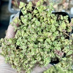 リトルミッシー　セダム　多肉植物