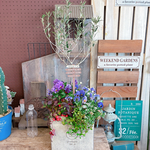 現品SALE♡７種類寄せ植え【オリーブの木】チェッカーベリー入り♡ベージュ系スクエア陶器鉢♪ウッドピックつき