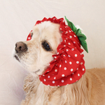 【再々販！】中型犬用　イヤースヌード　苺