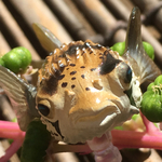 こんな所にキュートなハリセンボン