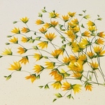 再販押し花素材🍀メラスフエルラ