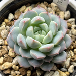 レア品種！【現品】 ★白玉美尼 多肉植物 自家繁殖 国産（3/1再版）