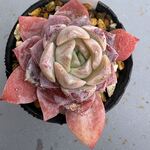 シカディール＊土つき苗・多肉植物