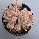ピンクブライト　複数個ある為、個体差有り＊土つき苗・多肉植物
