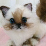 モコモコバーマン猫ちゃん