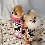 現品・オレンジカウチンセーター（1枚）