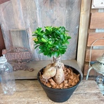 現品♡【和 ガジュマル】幸せの木♡風水でも大人気！おしゃれな観葉植物♡