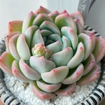 ぷっくり可愛い✴︎多肉植物ウォーターリリーの鉢植え