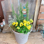現品SALE♡アイアンピックつき【ローズマリー入りガーデニング】クローバー入り寄せ植え