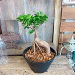 現品ラスト♡【和 ガジュマル】幸せの木♡風水でも大人気！おしゃれな観葉植物♡