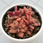 桜吹雪　多肉植物
