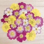 【押し花 素材】ジュリアンセット5