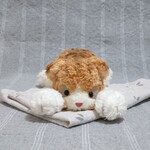 スコティッシュフォールド(ご依頼品)