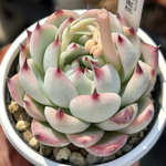 人気品種！【現品】 ★水蜜桃 多肉植物 自家繁殖 国産