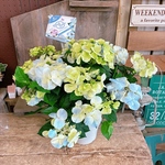 超人気！【あじさいフレンチボレロ】紫陽花♡毎年楽しめる！枝いっぱいに咲くお洒落あじさい♪ナチュラルガーデン