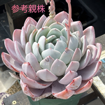 超レア交配！【現品】 ★JJコロラータ×ラウイ 多肉植物 自家繁殖 国産
