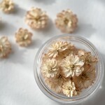小手毬 コデマリ 八重咲 No.103 ダスティオレンジ 20輪   ドライフラワー  レジン 封入 花材