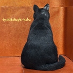 黒猫Nくん専用　うちの子オーダー　愛猫羊毛フェルト　幸せな思い出　メモリアルアート　三毛猫　キジ三毛　トラ　子猫　リアル　ぬいぐるみ　ペットロス　プレゼント