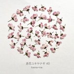 🔻赤花ユキヤナギ 40 ＊ 押し花