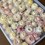 ヘリクリサム　白系　６０輪　うすいピンク　うすいきいろ　