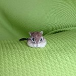シマリス ヘアゴム 羊毛フェルト