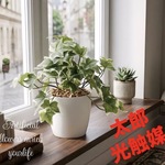 光触媒　人工観葉植物　フェイクグリーン　フレッシュ斑入りアイビ-S