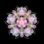 ［完成品］夢桜【万華鏡】