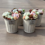 多肉植物 寄せ植え そのまま飾れる‪ (*˙˘˙*)❥❥ホワイト