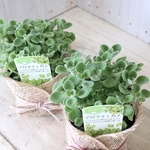 ２ポットセット♡香る♡多肉植物♡アロマティカス♡ハーブ♡