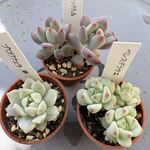 人気品種3個セット＊土つき苗・多肉植物