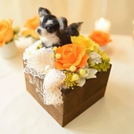 羊毛フェルト、ペットフラワーアレンジ、ドール個お花２輪（どの犬種でも）完全オーダーメイド