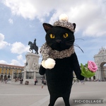 no.425 待ち合わせする黒猫さん