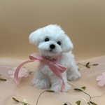 【受注販売】ふわふわモールの手のひらマルプーちゃん　アクリルケース付き