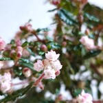 ●数量限定●　かわいいミニ盆栽　”花芽付き　テンノウバイ・天皇梅　鉢/受皿セット（ホワイト陶器製）”　観葉植物　梅　インテリア　おしゃれ　ギフト　プレゼント　贈り物