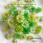 かすみ草　＊若葉みどり＊　ふりるブーケシリーズ　ドライフラワー　レジン　ヘッドのみ　カスミソウ　カスミ草　花材　青　赤　緑　黄色　ピンク　紫　ラベンダー　かすみ草ドライフラワー　