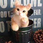 猫 ・オコジョにゃんこ 茶トラ