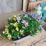 【まさかの送料500円！】現品SALE！ミニミニビオラ寄せ植え♡グレー系ブリキ鉢！長く咲き続ける寄せ植え♪