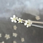 《50輪》ワスレナグサのドライフラワー(ホワイト)
