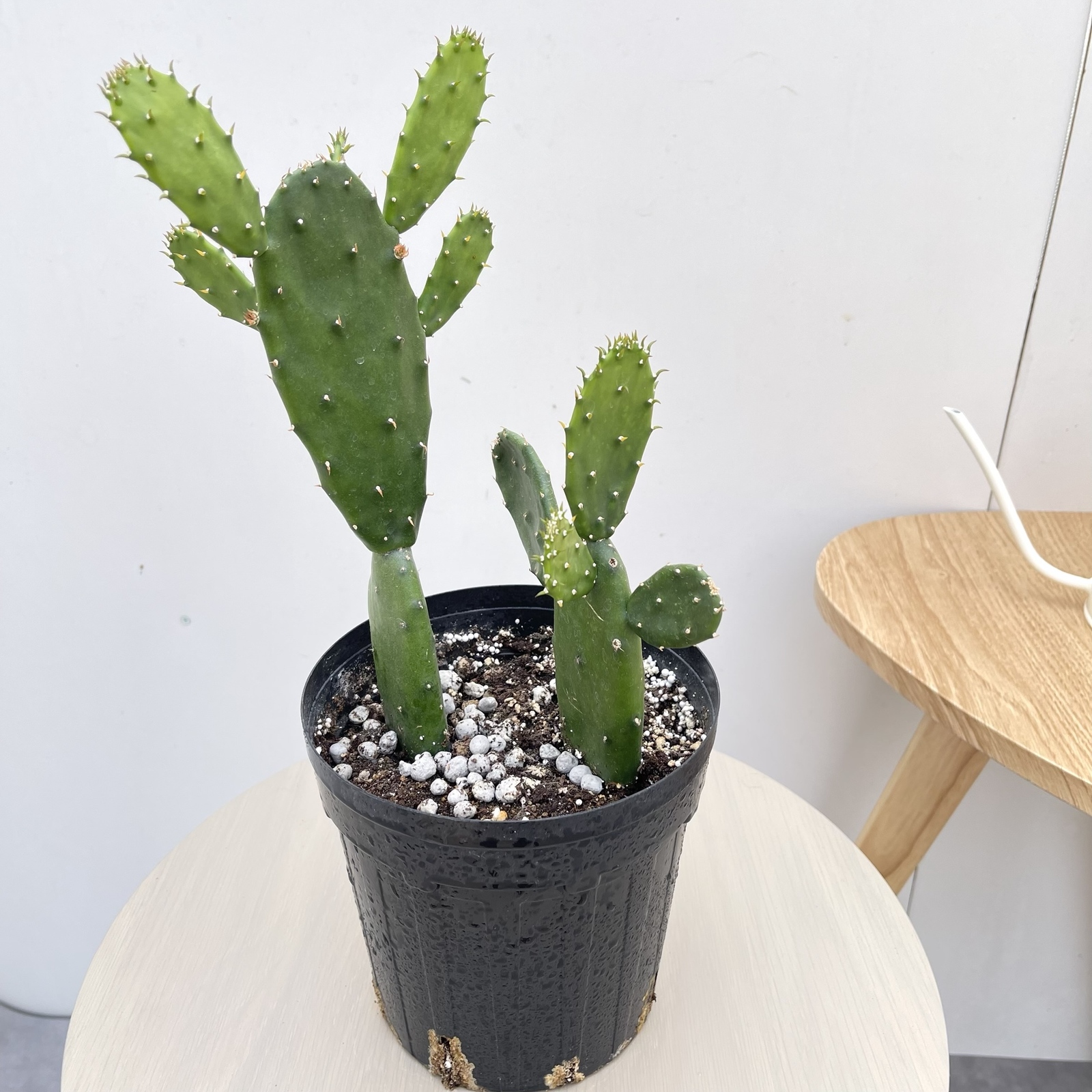 サボテン ウチワサボテン ノパル 1【現品】観葉植物 多肉植物 ドライ