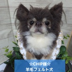 ☆CHIP様☆羊毛フェルト犬  うちの子フレームオーダー 